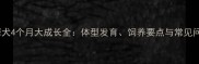 萨摩犬4个月大成长全体型发育饲养要点与常见问题