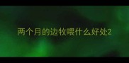 两个月的边牧喂什么好处