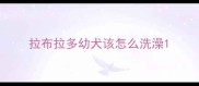 拉布拉多幼犬该怎么洗澡