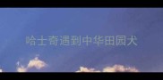 哈士奇遇到中华田园犬