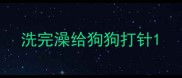 洗完澡给狗狗打针