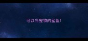 可以当宠物的鲨鱼