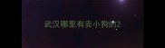 武汉哪里有卖小狗的