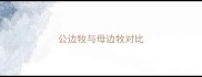 公边牧与母边牧对比