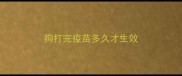 狗打完疫苗多久才生效