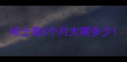 哈士奇5个月大喂多少