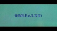 宠物狗怎么生宝宝