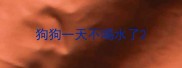 狗狗一天不喝水了