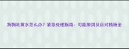 狗狗吐黄水怎么办紧急处理指南可能原因及应对措施全