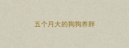 五个月大的狗狗养胖