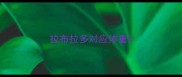 拉布拉多对应体重