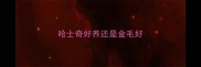 哈士奇好养还是金毛好