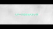 入手一只边牧幼犬多少钱