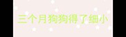 三个月狗狗得了细小