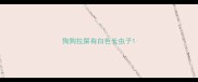 狗狗拉屎有白色长虫子