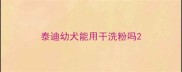 泰迪幼犬能用干洗粉吗