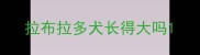 拉布拉多犬长得大吗