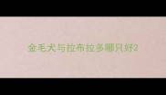 金毛犬与拉布拉多哪只好