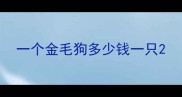 一个金毛狗多少钱一只