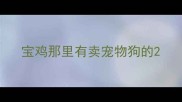 宝鸡那里有卖宠物狗的