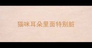 猫咪耳朵里面特别脏
