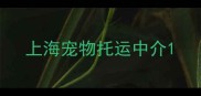 上海宠物托运中介
