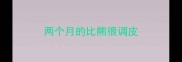 两个月的比熊很调皮