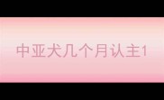 中亚犬几个月认主