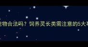 国内养猴子当宠物合法吗饲养灵长类需注意的5大事项及替代选择