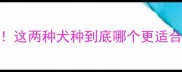 边牧VS罗威纳新手必看这两种犬种到底哪个更适合家庭养附选犬避坑指南