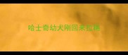哈士奇幼犬刚回来拉稀