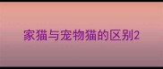 家猫与宠物猫的区别