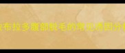 拉布拉多腹部脱毛的常见诱因分析
