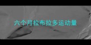 六个月拉布拉多运动量