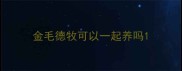 金毛德牧可以一起养吗