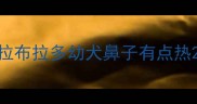 拉布拉多幼犬鼻子有点热