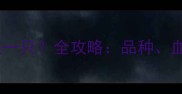 上海成犬金毛价格多少钱一只全攻略品种血统疫苗和饲养成本全