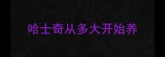 哈士奇从多大开始养
