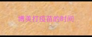 博美打疫苗的时间