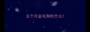 五个月金毛狗吃什么