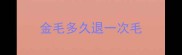 金毛多久退一次毛