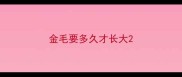 金毛要多久才长大