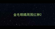 金毛眼睛周围红肿