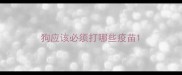 狗应该必须打哪些疫苗