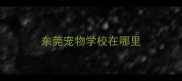东莞宠物学校在哪里