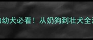 3个月阿拉斯加幼犬必看从奶狗到壮犬全流程养护手册
