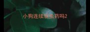 小狗连续驱虫药吗