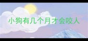 小狗有几个月才会咬人