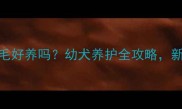 四个月金毛好养吗幼犬养护全攻略新手必看