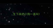 生下来的小狗一直叫